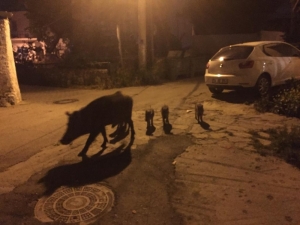 Aç Kalan Domuz Ailesi Bodrum’a İndi