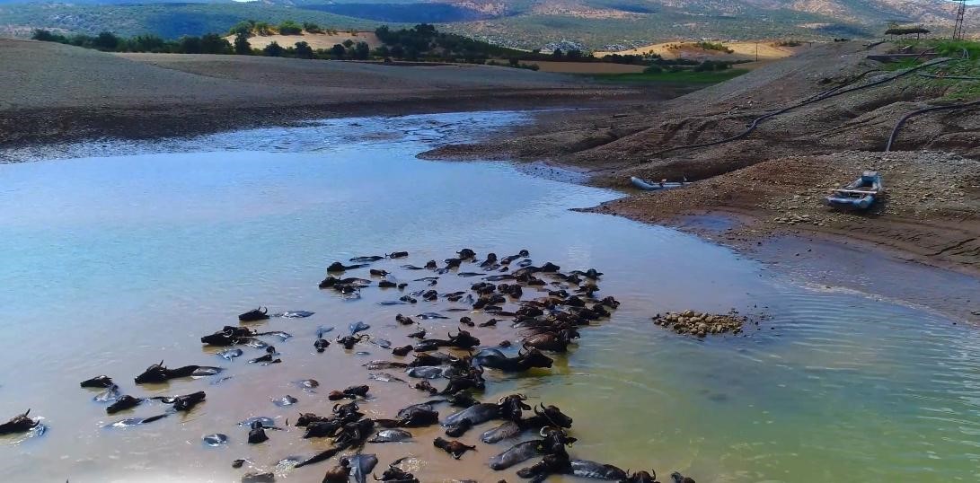 devlet-destekleriyle-diyarbakir-da-manda-sayisi-21-bin-500-e-ulasti