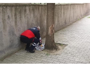 Yavru Baykuşu İtfaiye Ekibi Kurtardı