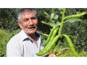 Sosyal Mesafeli Bakla Hasadı Başladı... Üretici Fiyatlardan Memnun..