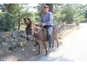 Yaşa Takılmadan Emektar Eşeğinin Sırtında Dolaşıyor