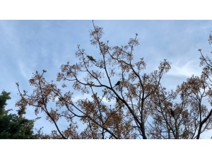 Beylikdüzü’nde Sokaklar Kuşlara Kaldı