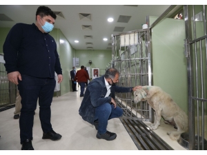 Yaralanan Köpek Örnek Dayanışma İle Hayata Döndü