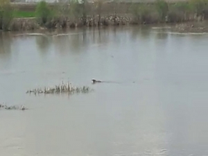 Sudaki Hareketliliği Görünce Telefona Sarıldı, Sudan Çıkan Gülümsetti