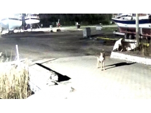 Yerleşim Yerine İnen Kurt Güvenlik Kameralarına Takıldı