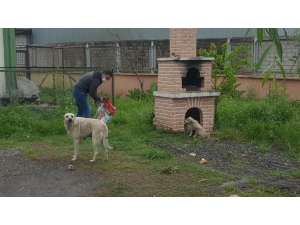 Yaban Hayvanları İçin Doğaya Yem Bırakıldı