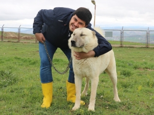 Safkan Kangal Saldırmaz