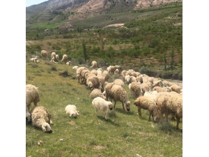 Mera-yayla Kiralamaları İhalesi Ertelendi