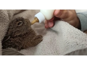 Tavşan Yavrusunu Biberonla Besliyorlar