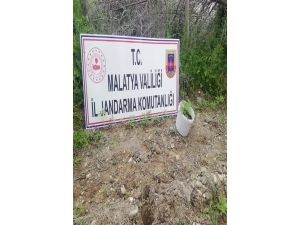 750 Kök Kaçak Kenevir Bitkisi Ele Geçirildi