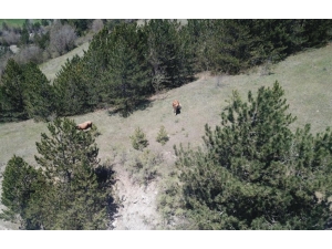 Kastamonu’da Kayıp Büyükbaş Hayvanları Jandarma Buldu