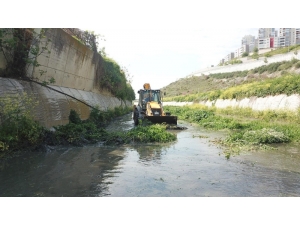 Başakşehir’de Sivrisinek Mücadelesi Larvalardan Başlıyor