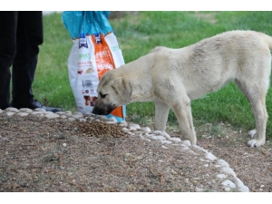 Erzincan’da Sokak Hayvanlarına Mama Desteği
