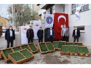 Bayburt’ta Çiftçilere 80 Bin Fide Dağıtılacak