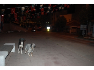 Vatandaşlar Kısıtlamaya Uydu, Sokaklar Sessizliğe Büründü