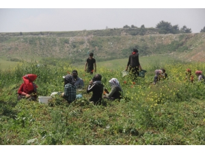 Virüse İnat Çukurova’da Üretim Sürüyor