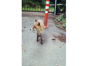 Sarıyer’de Aç Kalan Tilki Şehre İndi