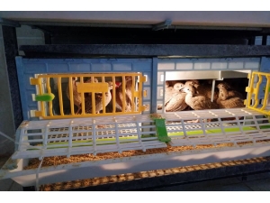 Kınalı Keklikler Yumurtadan Çıktı