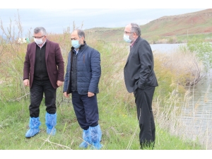Kızılırmak Üzerinde Sazan Balığı Tesisi Kuruldu