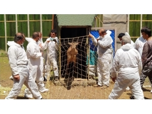 Manavgat’ta Ve Köyceğiz’de Doğaya Salınacak 23 Alageyik Adaptasyon Sürecine Alındı