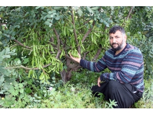 Bağışıklığı Güçlendiren Keçiboynuzunun Mersin’de İlk Düzenli Bahçeleri Kuruldu