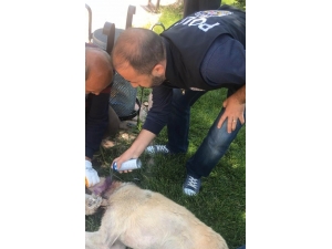 Mardin’de Boynuna Kablo Dolanan Köpeği Polis Kurtardı