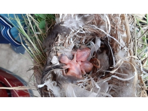 Tampona Yuva Yapan Kuşlardan Dolayı 15 Gündür Otomobiline Binemiyor