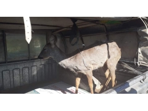 Kaçak Avcıların Yaraladığı Karaca Kurtarılamadı