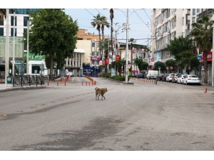 Şanlıurfa’da Cadde Ve Sokaklar Boş Kaldı