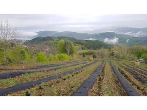 Yaban Mersinleri Bursa’da Filizleniyor