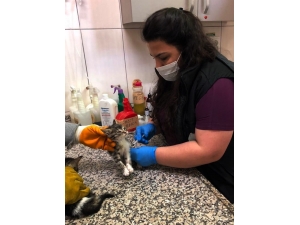 Osmangazi’de Sokak Hayvanları Düzenli Olarak Besleniyor