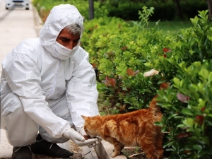 Şanlıurfa’da Korona Günlerinde Sokak Hayvanları Unutulmadı