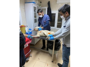 Köpeklere Eziyet Eden Şahıs Yakalandı, Hayvanlar Korumaya Alındı