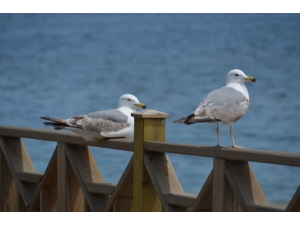 Sahil Martılara Emanet