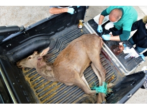 Yaralı Geyiği Belediye Ekipleri Kurtardı