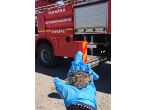 Yuvasından Yola Düşen Yavru Kuşları İtfaiye Kurtardı