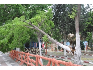 Şiddetli Rüzgar Ağaçları Devirdi