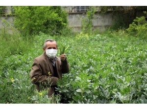 75 Yaşındaki Şeker Dede, Bin Bir Zorluklarla Bahçesinde Yetiştirdiği Baklaları İhtiyaç Sahiplerine Ulaştırmak İstiyor