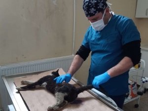 Aracın Çarptığı Kedi Tedavi Altına Alındı