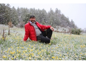 Çoban Çiçekleri Kar Altında Kaldı
