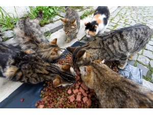 Ankara Kalesi’nin Minik Yavrularına Mama Desteği