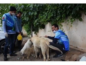 Özel İzinle Sokak Hayvanlarını Besliyorlar