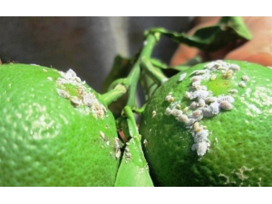 Turunçgil’de Hastalıklara Karşı Mücadele Dönemi Başladı