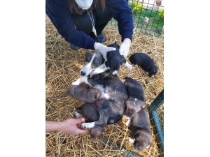 Annelik Doğalarında Var