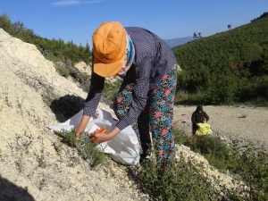 Korona Salgını Dağ Kekiğine İlgiyi Artırdı