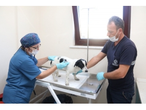 4 Ayda Bin 809 Yaralı Ve Hasta Sokak Hayvanı Tedavi Edildi