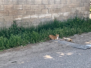 Anne Kedi Telef Olan Yavrusunun Başında Bekledi