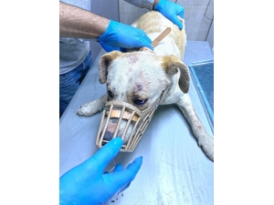 Haluk Levent Eziyet Edilen Hayvanlar İçin Harekete Geçti