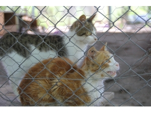Diyarbakır Büyükşehir Belediyesi Hayvan Bakım Evi Ve Rehabilitasyon Merkezinde Denetim