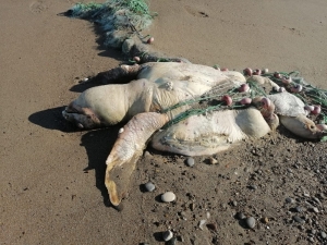 Balıkçı Ağına Takılıp Ölen Caretta Caretta Kıyıya Vurdu